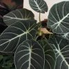 Alocasia Black Velvet