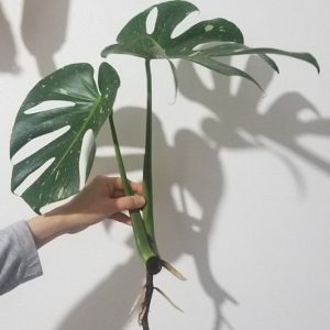 Monstera Thai Variegated Cutting