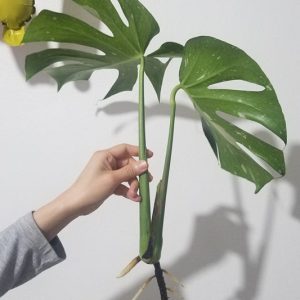 Monstera Thai Variegated Cutting