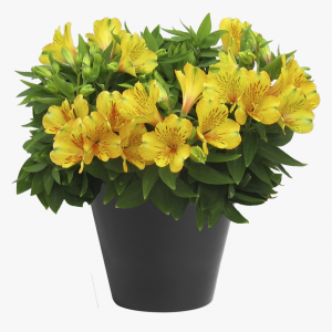 340 3404819 alstroemeria inca gold rush peruvian lily hd