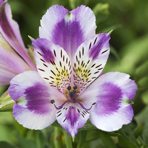 ALSTROEMERIA INCA MYSTIC