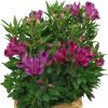 ALSTROEMERIA INCA REPLAY