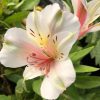 ALSTROEMERIA INCA TIROL