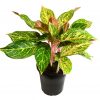 Aglaonema Night Sparkle 1 1