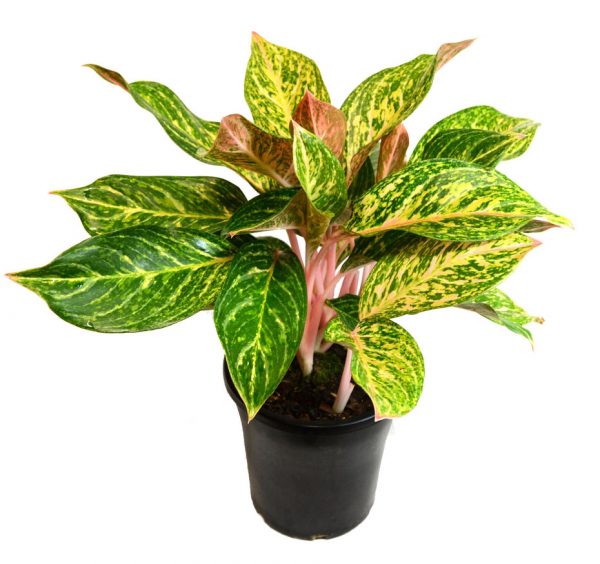 Aglaonema Night Sparkle 1 1