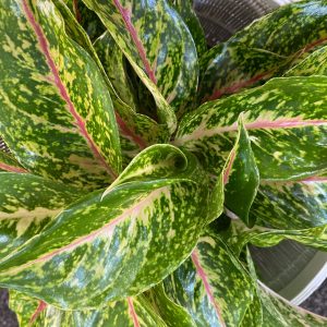 Aglaonema Night Sparkle