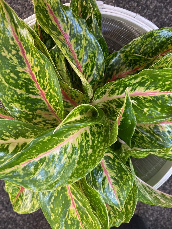 Aglaonema Night Sparkle