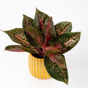 Aglaonema Red Valentine 1