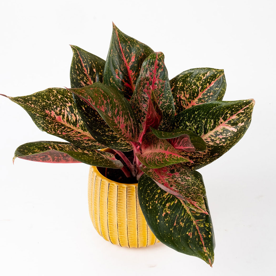  AGLAONEMA  RED VALENTINE  My Plant Warehouse Indoor 