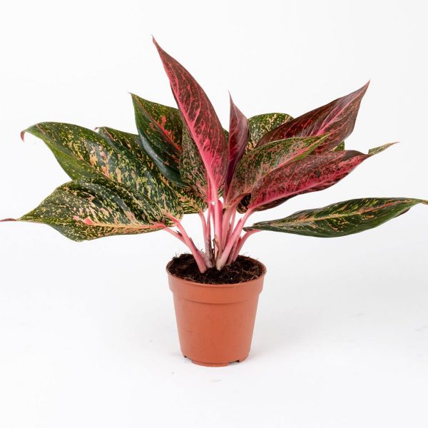 Aglaonema Red Valentine 2