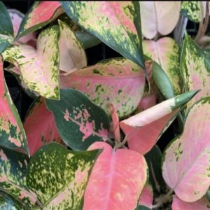 Aglaonema Spitfire 1