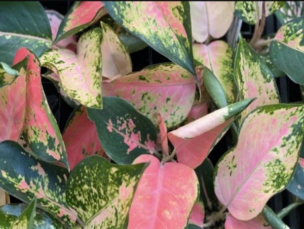 Aglaonema Spitfire 1