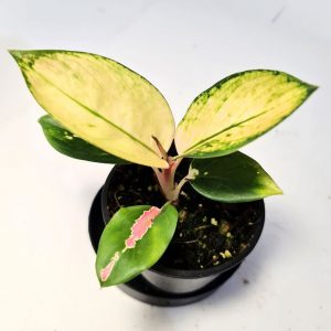 Aglaonema Spitfire