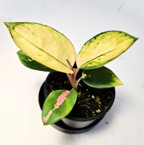 Aglaonema Spitfire