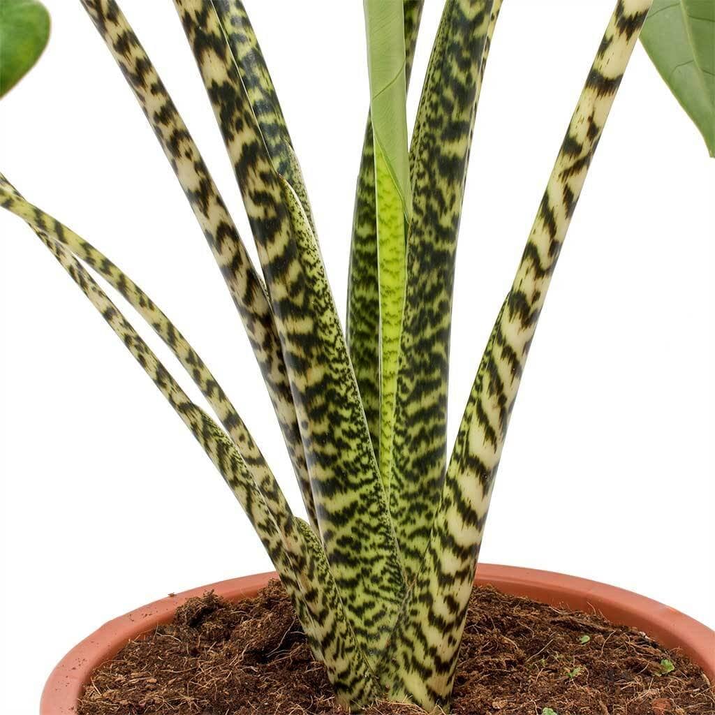 Alocasia Zebrina My Plant Warehouse Indoor Plants Warehouse