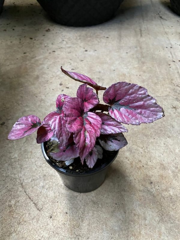 BEGONIA REX KOTOBUKI