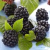 BLACKBERRY CHESTER
