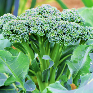 Broccoli Green Sprouting