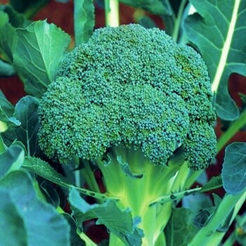 Broccoli Greenbetl