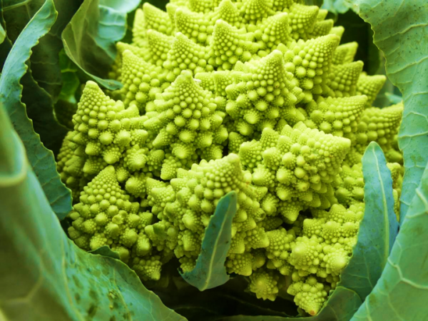 Broccoli romanesco