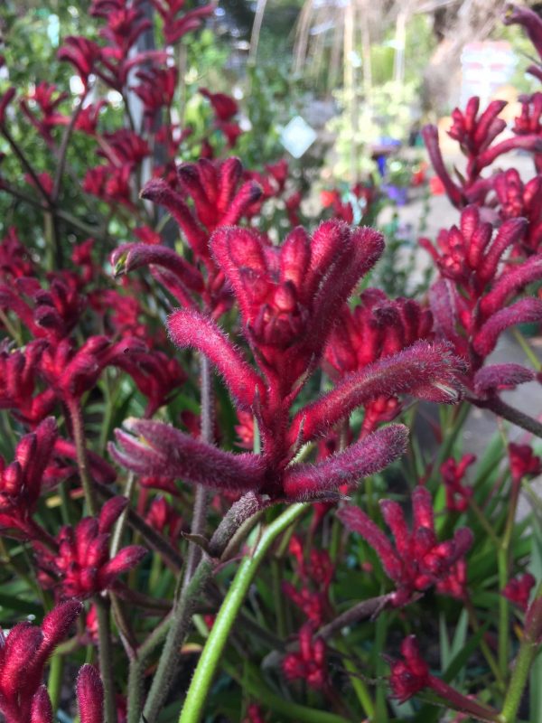 Kangaroo Paw Bush Elegance 2 e1504575523722 scaled 1
