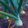 Onion Salad White