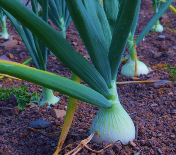 Onion Salad White