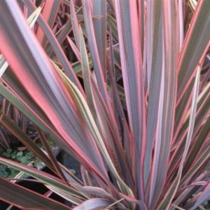 PHORMIUM PINK BRIGHT BRONZE