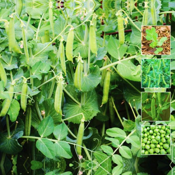 Pea Sugarsnap Stringless