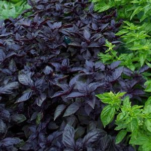 dark opal basil