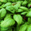 basil bella compact