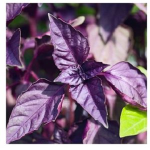 basil combo seed