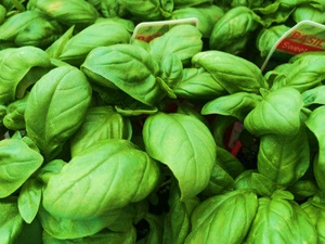 basil bella compact