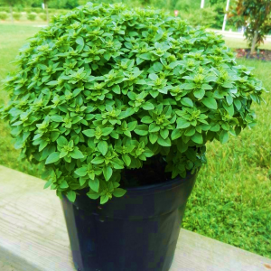 boxwood basil