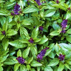 basil cinnamon