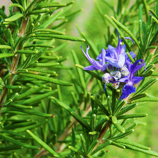 Rosemary Rosy