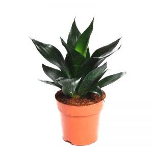 SANSEVIERIA BLACK DRAGON