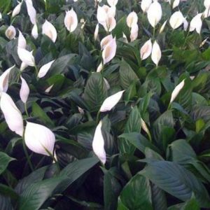 SPATHIPHYLLUM BENITO 1