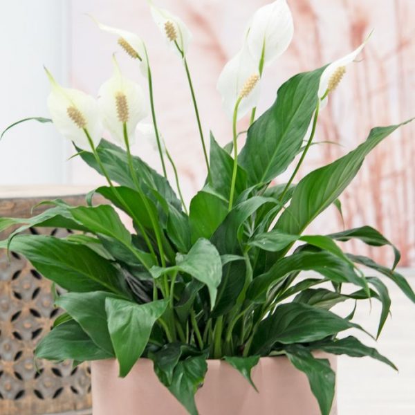 SPATHIPHYLLUM FELINA