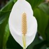 SPATHIPHYLLUM JET JUNIOR