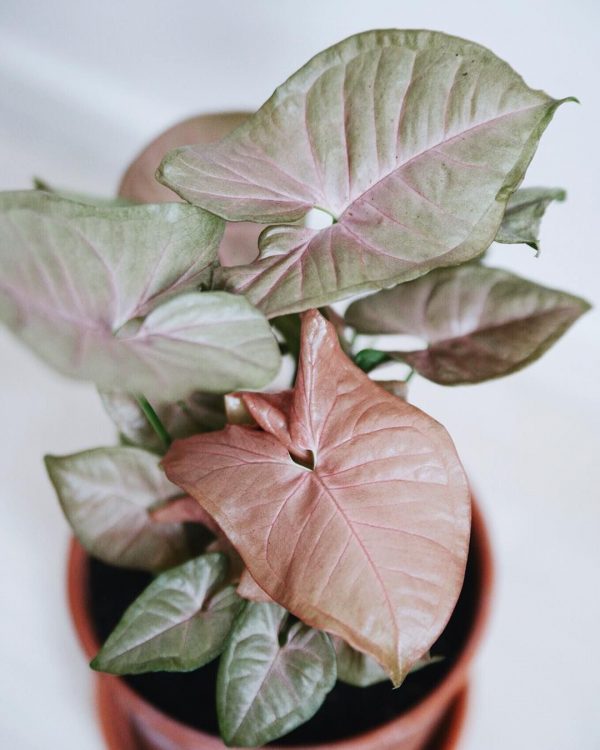 SYNGONIUM NEON