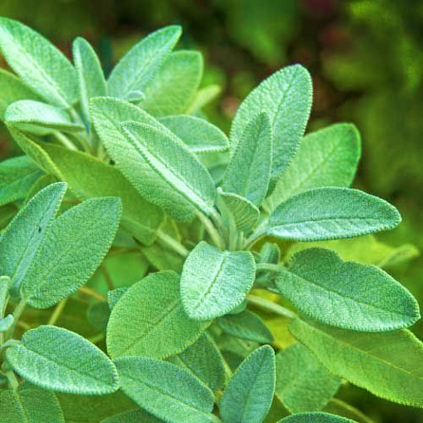 Sage
