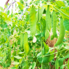 Snowpea Oregon Sugar Pod