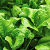 Spinach Perpetual