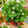 Strawberry Loren White