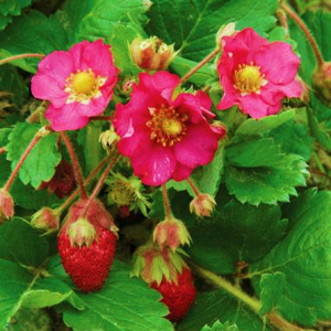 Strawberry Tarpan Rose