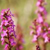 Stylidium graminifolium flower spike