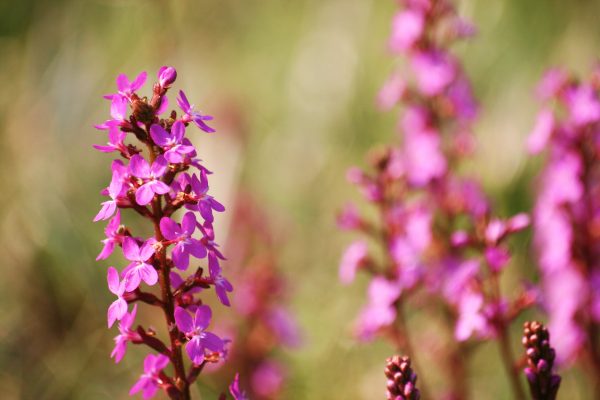 Stylidium graminifolium flower spike scaled