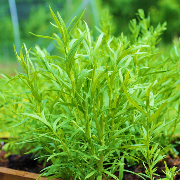Tarragon Russian