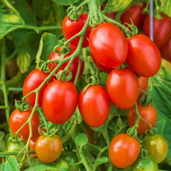 Tomato Apollo